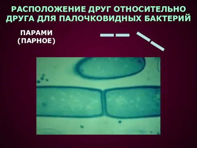 РАСПОЛОЖЕНИЕ ДРУГ ОТНОСИТЕЛЬНО ДРУГА ДЛЯ ПАЛОЧКОВИДНЫХ БАКТЕРИЙ ПАРАМИ (ПАРНОЕ)