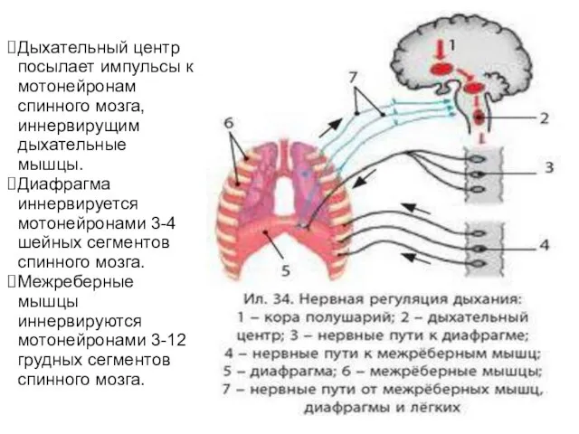 Дыхательный центр посылает импульсы к мотонейронам спинного мозга, иннервирущим дыхательные мышцы.