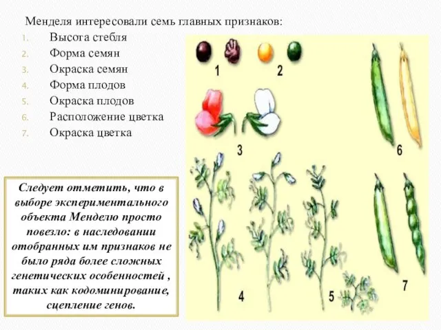 Менделя интересовали семь главных признаков: Высота стебля Форма семян Окраска семян