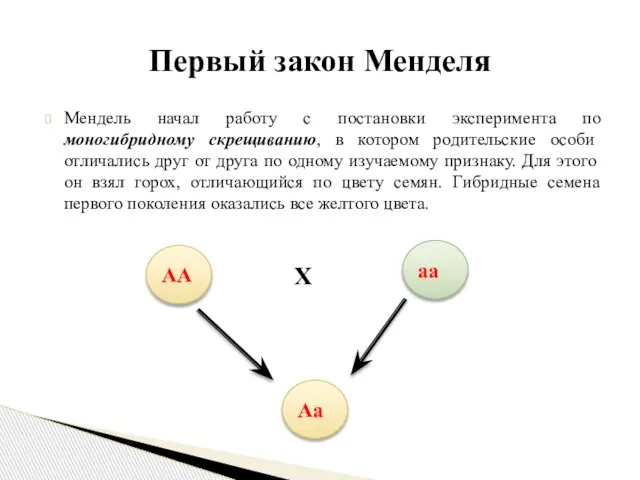 Мендель начал работу с постановки эксперимента по моногибридному скрещиванию, в котором