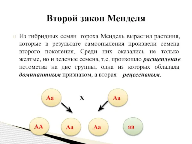 Из гибридных семян гороха Мендель вырастил растения, которые в результате самоопыления