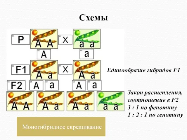 Схемы Моногибридное скрещивание Единообразие гибридов F1 Закон расщепления, соотношение в F2