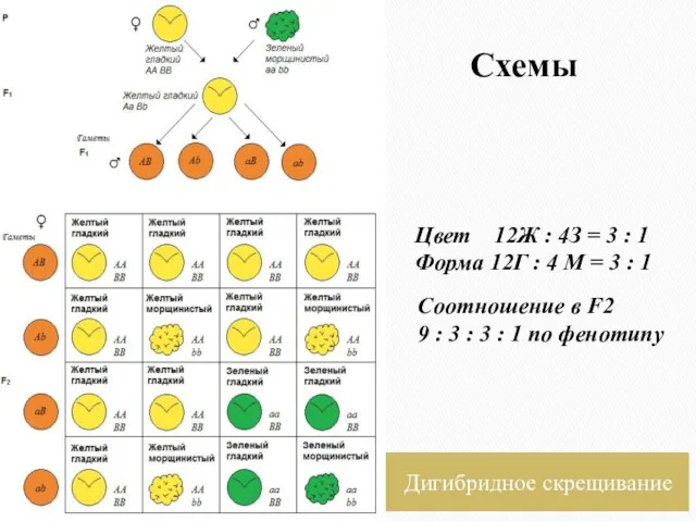 Схемы Дигибридное скрещивание Соотношение в F2 9 : 3 : 3