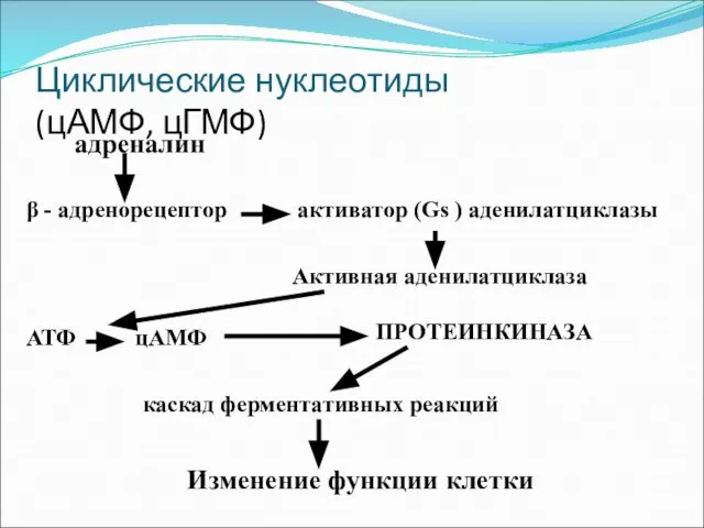 Циклические нуклеотиды (цАМФ, цГМФ) адреналин β - адренорецептор активатор (Gs )