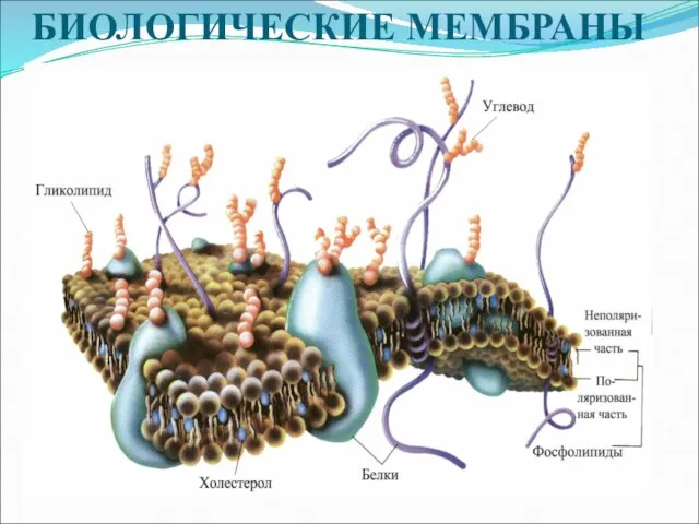 БИОЛОГИЧЕСКИЕ МЕМБРАНЫ