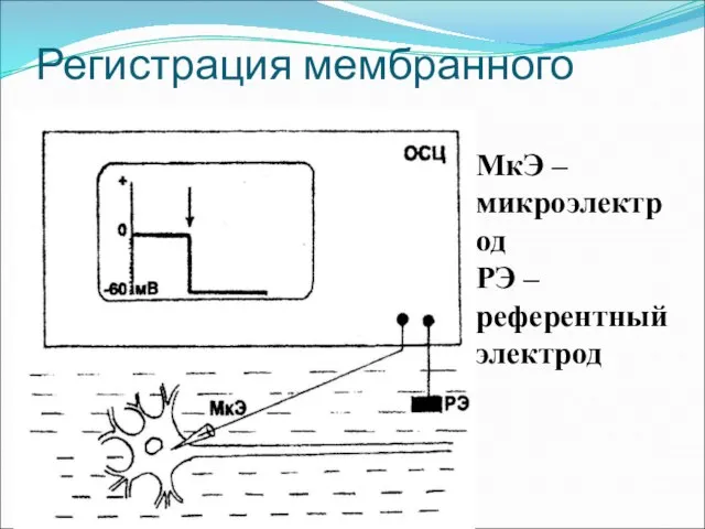 Регистрация мембранного потенциала МкЭ – микроэлектрод РЭ – референтный электрод