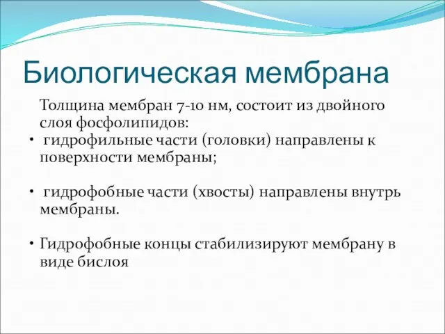 Биологическая мембрана Толщина мембран 7-10 нм, состоит из двойного слоя фосфолипидов: