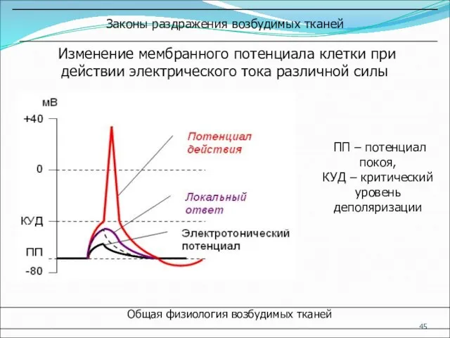 Общая физиология возбудимых тканей Изменение мембранного потенциала клетки при действии электрического