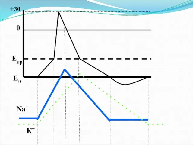 Na+ К+ Е0 Екр 0 +30