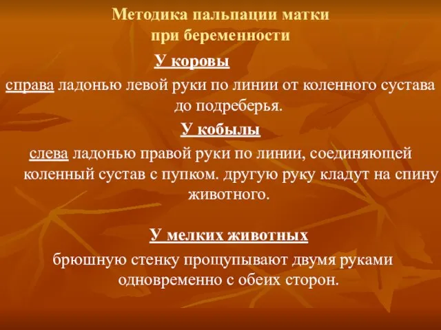 Методика пальпации матки при беременности У коровы справа ладонью левой руки