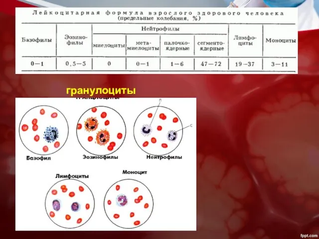 гранулоциты