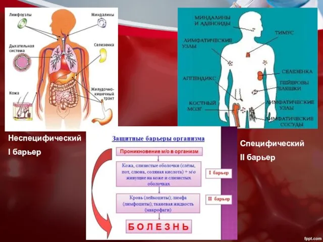 Неспецифический I барьер Специфический II барьер