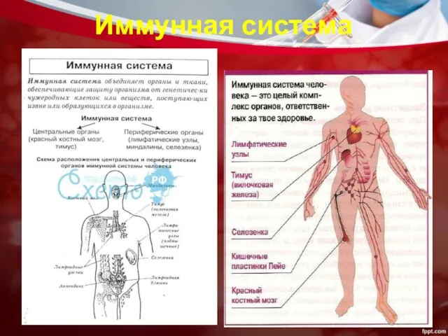 Иммунная система