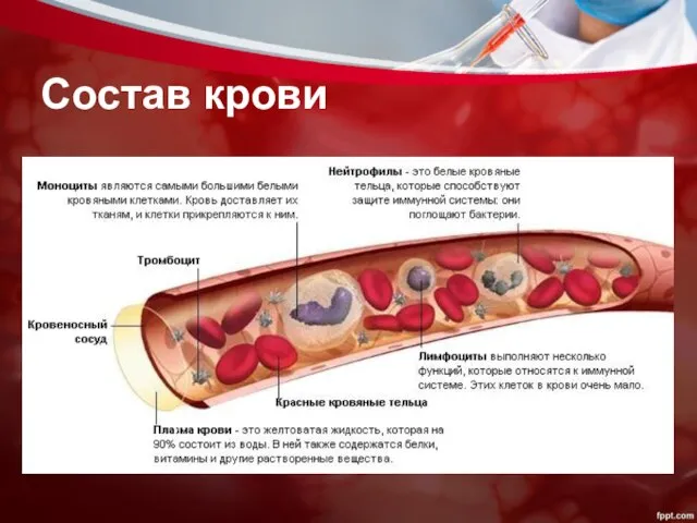 Состав крови