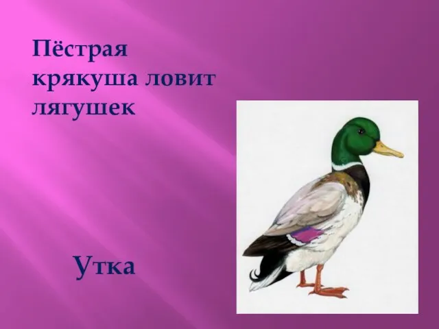 Пёстрая крякуша ловит лягушек Утка