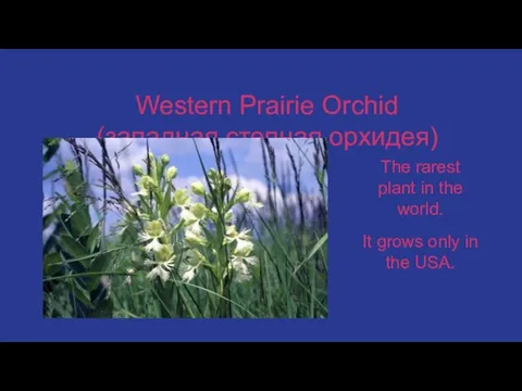 Western Prairie Orchid (западная степная орхидея) The rarest plant in the