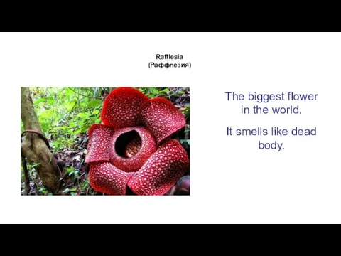 Rafflesia (Раффлезия) The biggest flower in the world. It smells like dead body.