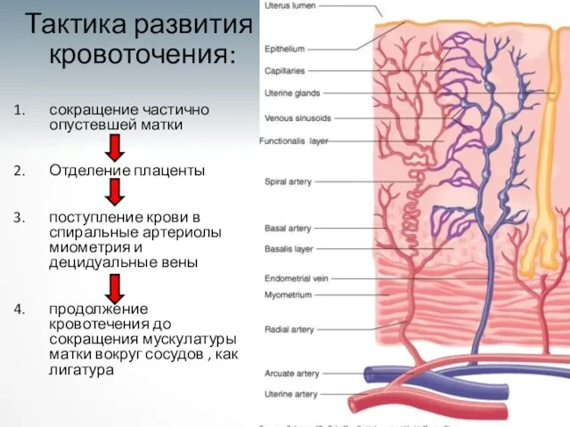 Тактика развития кровоточения: сокращение частично опустевшей матки Отделение плаценты поступление крови