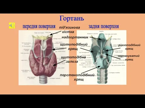 Гортань передня поверхня задня поверхня перстеноподібний хрящ надгортанник щитоподібний хрящ щитоподібна