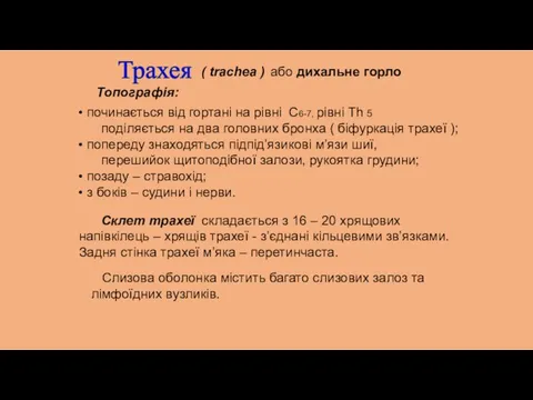 Трахея ( trachea ) або дихальне горло Топографія: починається від гортані