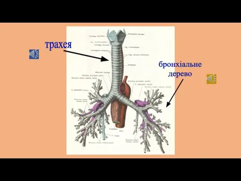 трахея бронхіальне дерево