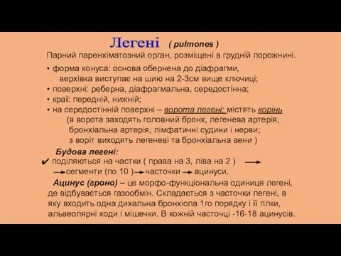 Легені ( pulmones ) форма конуса: основа обернена до діафрагми, верхівка