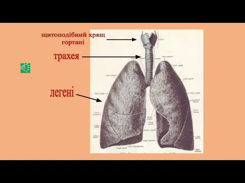 щитоподібний хрящ гортані трахея легені