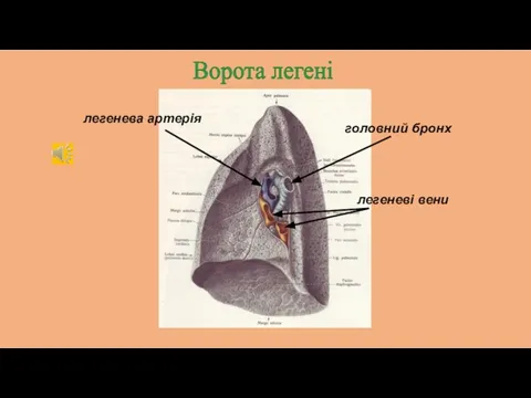 Ворота легені головний бронх легеневі вени легенева артерія