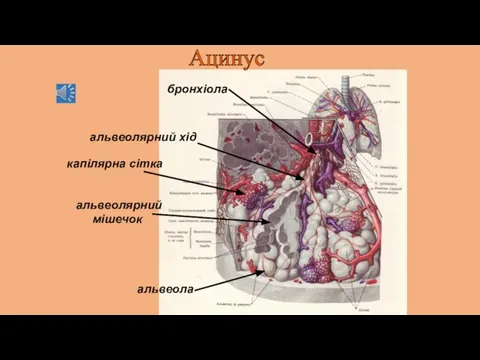 Ацинус бронхіола альвеолярний хід альвеолярний мішечок капілярна сітка альвеола