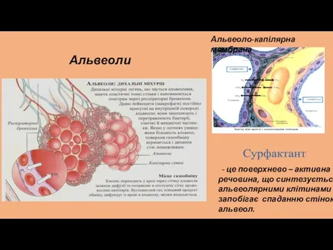 Альвеоли - це поверхнево – активна речовина, що синтезується альвеолярними клітинами