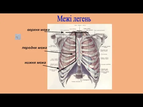 Межі легень верхня межа нижня межа передня межа