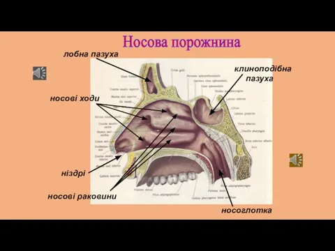 Носова порожнина носові раковини носові ходи ніздрі носоглотка клиноподібна пазуха лобна пазуха