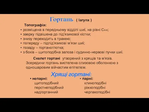 Гортань ( larynx ) Топографія: розміщена в передньому відділі шиї, на