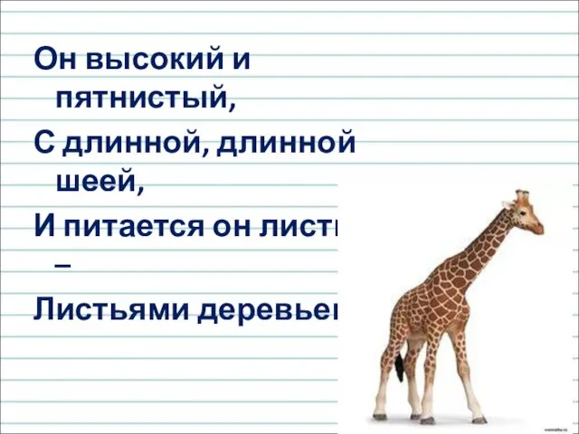 Он высокий и пятнистый, С длинной, длинной шеей, И питается он листьями – Листьями деревьев.