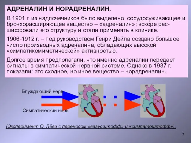 АДРЕНАЛИН И НОРАДРЕНАЛИН. В 1901 г. из надпочечников было выделено сосудосуживающее