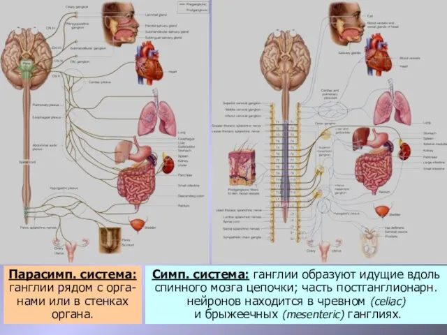 Парасимп. система: ганглии рядом с орга-нами или в стенках органа. Симп.