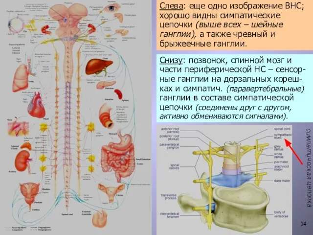 Слева: еще одно изображение ВНС; хорошо видны симпатические цепочки (выше всех