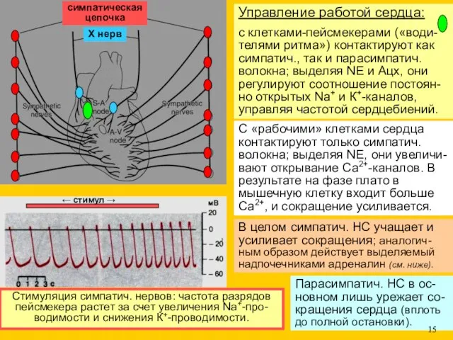 симпатическая цепочка Х нерв Управление работой сердца: с клетками-пейсмекерами («води-телями ритма»)