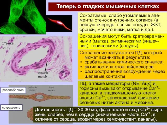 Теперь о гладких мышечных клетках Сократимые, слабо утомляемые эле-менты стенок внутренних