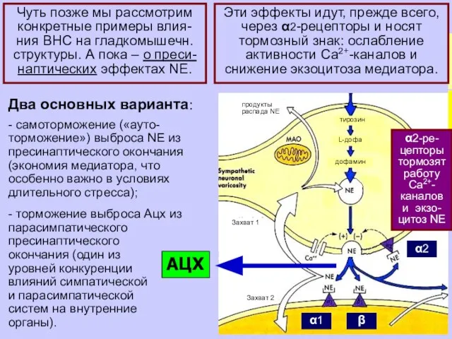 Сократимые, слабо утомляемые эле-менты стенок внутренних органов (в первую очередь, полых: