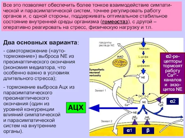 Сократимые, слабо утомляемые эле-менты стенок внутренних органов (в первую очередь, полых: