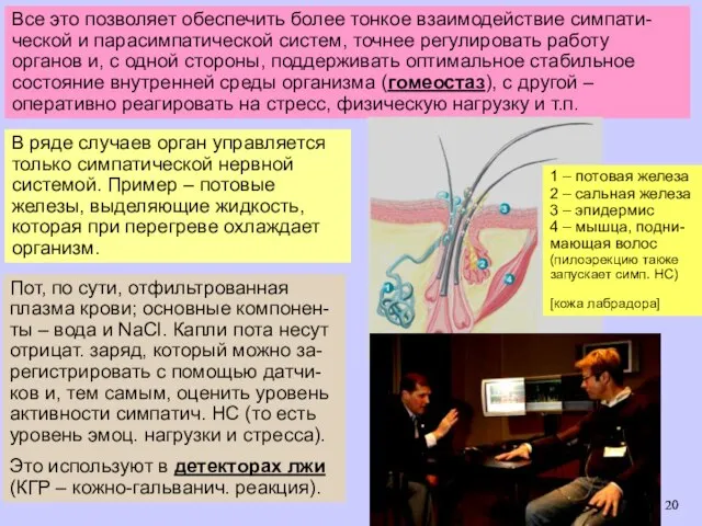 Все это позволяет обеспечить более тонкое взаимодействие симпати-ческой и парасимпатической систем,