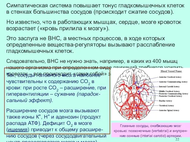 Симпатическая система повышает тонус гладкомышечных клеток в стенках большинства сосудов (происходит