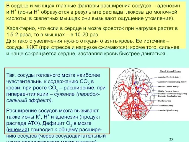 В сердце и мышцах главные факторы расширения сосудов – аденозин и