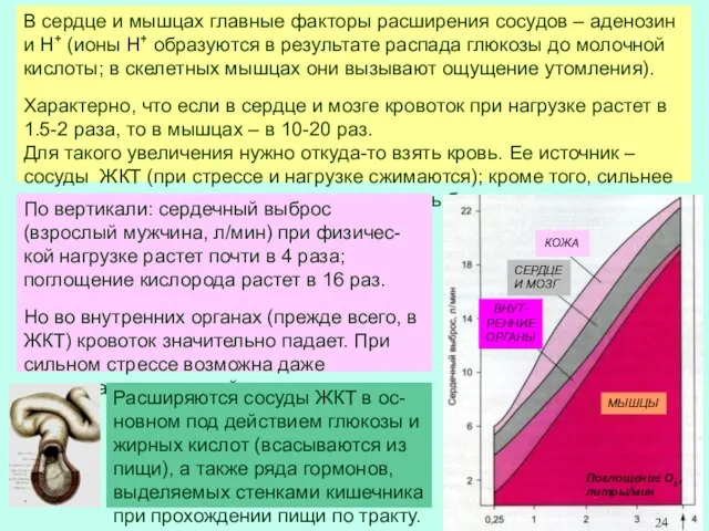 В сердце и мышцах главные факторы расширения сосудов – аденозин и