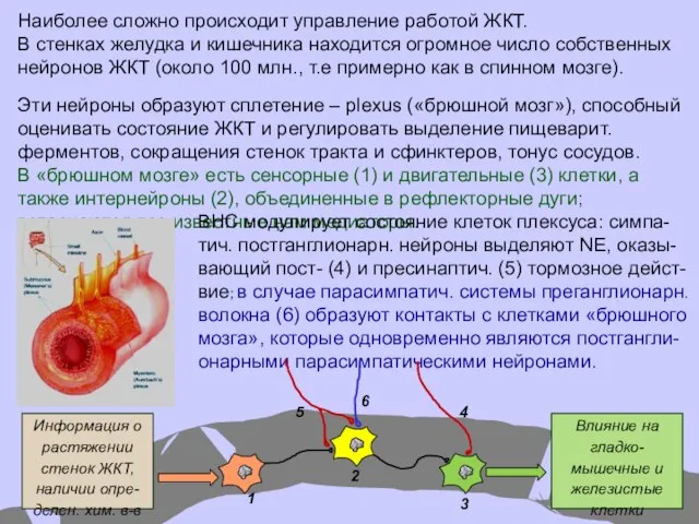 Наиболее сложно происходит управление работой ЖКТ. В стенках желудка и кишечника