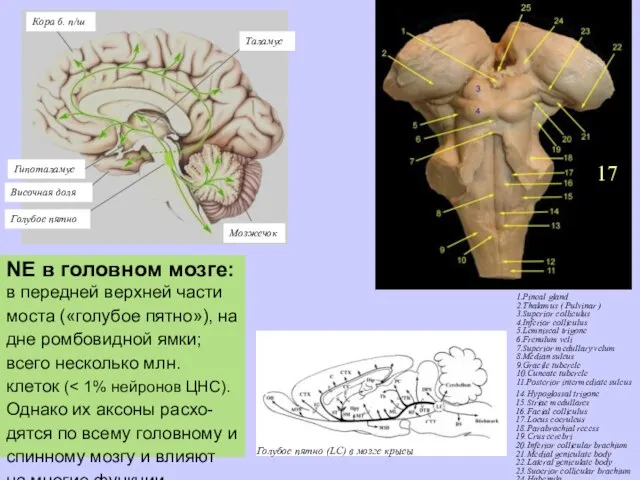 NE в головном мозге: в передней верхней части моста («голубое пятно»),