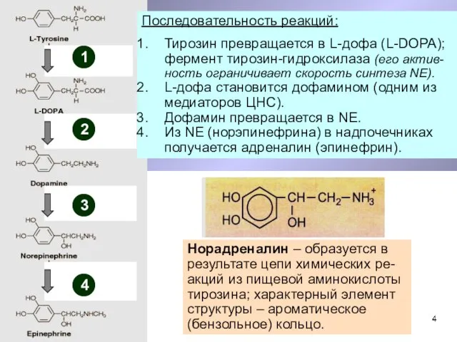 Последовательность реакций: Тирозин превращается в L-дофа (L-DOPA); фермент тирозин-гидроксилаза (его актив-ность