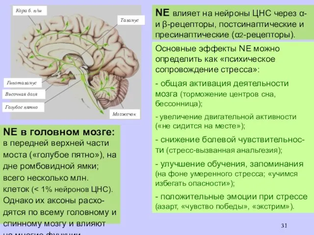 NE в головном мозге: в передней верхней части моста («голубое пятно»),