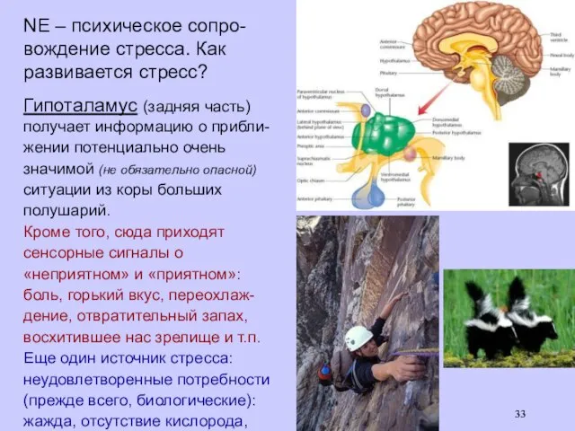 NE – психическое сопро-вождение стресса. Как развивается стресс? Гипоталамус (задняя часть)